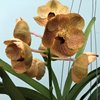 ВАНДА (VANDA Fuchs Harvestmoonx Dhongchai PusavatNo.362) 